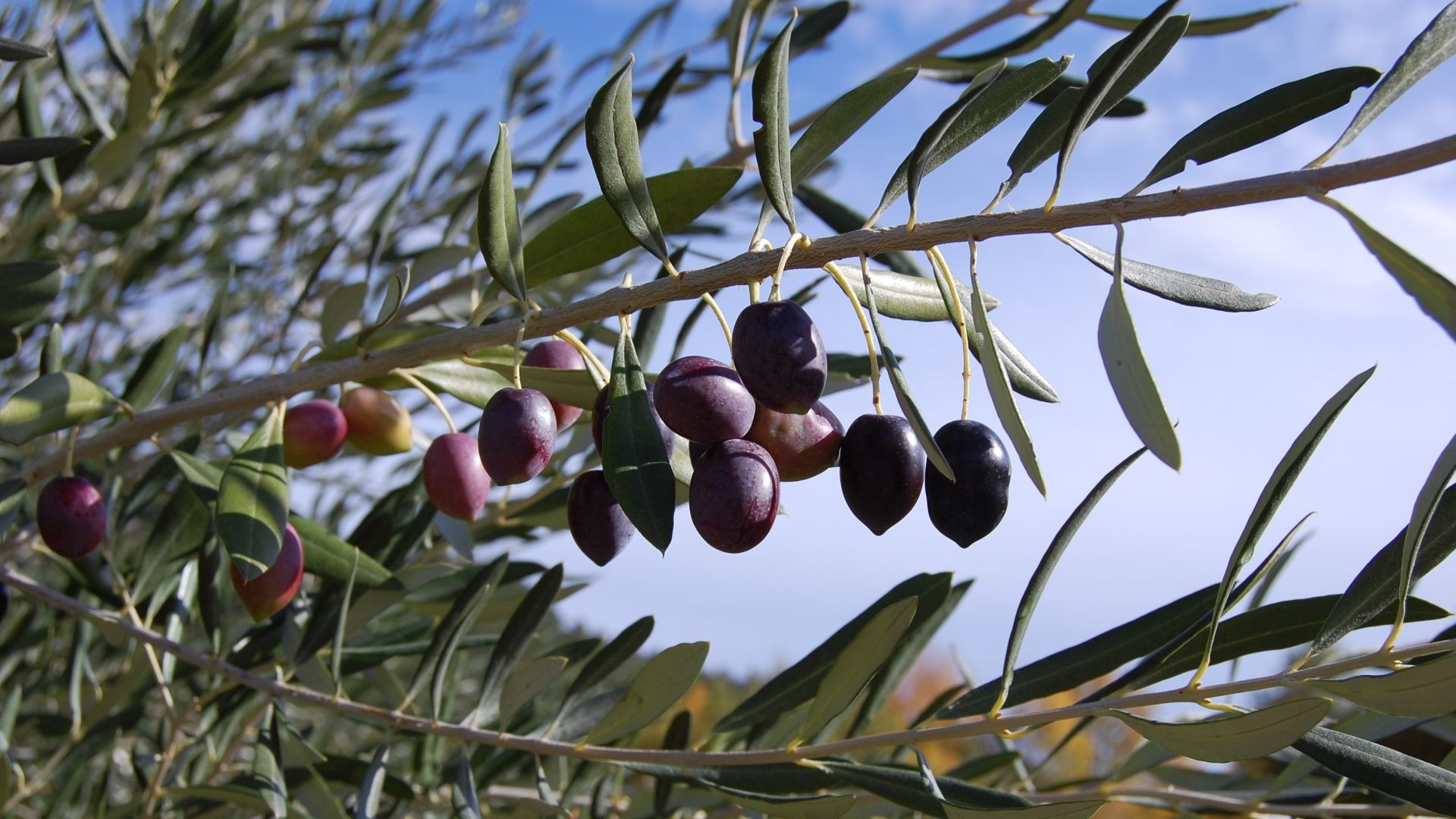 Ελαιόδεντρα μετά το καλοκαίρι - τι να κάνω;